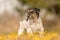 Cute proud Jack Russell Terrier dog 3 years old, hair style rough  is standing in a flowering meadow in spring