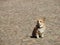 Cute and proud a Pembroke Welsh Corgi Dog