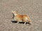 Cute and proud a Pembroke Welsh Corgi Dog