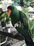 A cute Psittacines or Parrot bird.