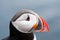 Cute puffin bird close up portrait