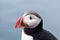 Cute puffin bird close up portrait