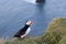 Cute puffin on the cliff in Vic, Southern Iceland.