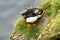 Cute puffin in Latrabjarg Iceland, Westfjords