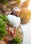 Cute Puffin on the rocks at latrabjarg Iceland.