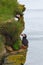 Cute puffins at Latrabjarg bird cliffs, Westfjords, Iceland