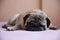 Cute pug