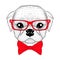 Cute pug boy portrait with bow tie, hipster glasses. Hand drawn