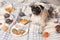 Cute pug dog with blanket, hot drink and cookies on floor at home