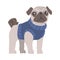 Cute Pug Dog in Blue Warm Knitted Sweater, Funny Pet Animal Character Cartoon Style Vector Illustration