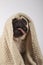 Cute pug dog breed with a blanket, smile with a funny face, healthy purebred dog concept