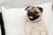 Cute pug dog breed lying on white bed in bedroom smile with funny face
