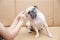 Cute pug dog with ear picking for cleaning from owner