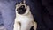 Cute pug dog falls asleep on a pillow on his back, tired and lazy