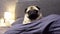 Cute pug dog falls asleep on a pillow, tired and lazy