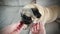 Cute pug dog getting the treat. Owner gives his pug dog a treat.