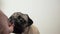 Cute pug dog getting the treat. Owner gives his pug dog a treat. Close up, portrait. Slow motion