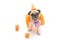 Cute Pug Dog with Halloween pumpkin cosplay looks lonely and ton