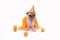 Cute Pug Dog with Halloween pumpkin cosplay looks lonely and tongue sticking out with copy space