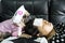 Cute pug dog with nurse costume takes care of the owner, who is sleeping sick with a cold compress on the forehead. Love and