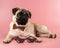 Cute Pug dog with Pixel glasses on pink background