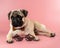 Cute Pug dog with Pixel glasses on pink background