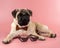 Cute Pug dog with Pixel glasses on pink background