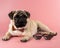 Cute Pug dog with Pixel glasses on pink background