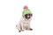 Cute pug dog puppy sitting and licking nose, wearing a green knitted hat with pink pompon, isolated on white background