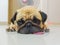 Cute Pug dog puppy sleep by chin and tongue lay on Floor and look to the left for see or wait someone