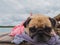 Cute pug dog relaxing, resting,or sleeping at the sea beach, under the cloudy day on the pier bridge wrapped with human cloth