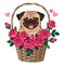Cute pug dog sitting in a basket of roses vector cartoon illustration isolated on white. Pets, love, friends, thank you, romance,