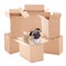 Cute pug dog sitting in brown carton box on white