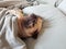 Cute pug dog sleep on pillow in the bed and wrap with blanket feel happy time