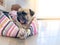 Cute pug dog sleep rest relaxing on animal bed on ground floor