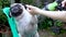 Cute pug dog taking a shower with shampoo and water at outdoor