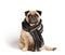 Cute pug dog in warm scarf on white background