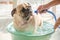 Cute pug dog wash body, taking a bath on basin