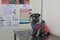 Cute pug dog wearing a red coat, pet in iron bed  To wait for veterinary treatment