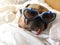 Cute pug dog wearing sun glasses and tongue sticking out sleep r