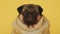 Cute pug dog on yellow background. Adorable domestic pug dog sitting on yellow background in studio and looking at