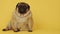 Cute pug dog on yellow background. Adorable domestic pug dog sitting on yellow background in studio and looking at