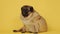 Cute pug dog on yellow background. Adorable domestic pug dog sitting on yellow background in studio and looking at