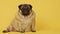 Cute pug dog on yellow background. Adorable domestic pug dog sitting on yellow background in studio and looking at