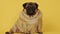 Cute pug dog on yellow background. Adorable domestic pug dog sitting on yellow background in studio and looking at