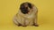 Cute pug dog on yellow background. Adorable domestic pug dog sitting on yellow background in studio and looking at