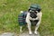 Cute pug dressed in Scottish Clan MacDonald tartan outfit including cap, harness and kilt, standing on rock