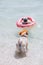 Cute pug floating in a swimming pool with a pink swimming ring flotation device and  friend saves him