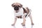 Cute pug in knitted costume standing on white background