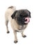 Cute Pug Licking Face